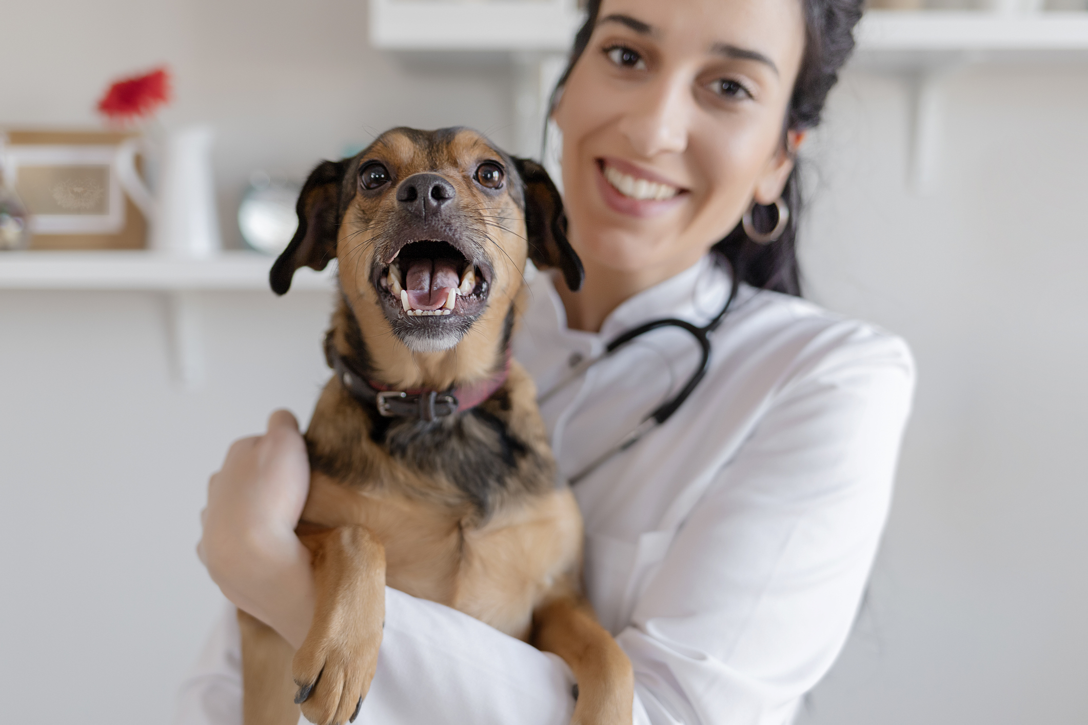 Vet with Dog