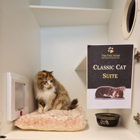 cat suite clasic