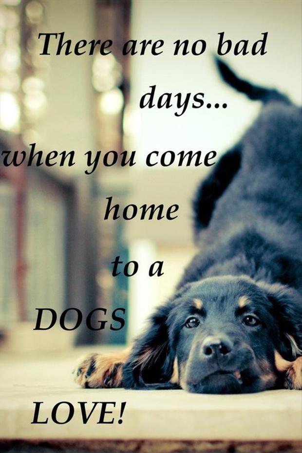 Dog-Quotes-51